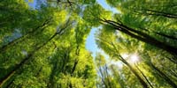 An image of a forest